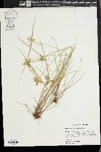 Cyperus aggregatus image