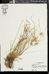 Cyperus aggregatus image