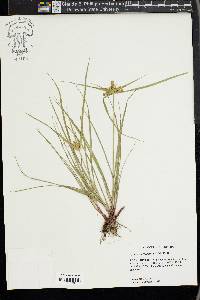 Cyperus aggregatus image