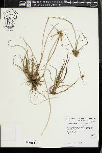 Cyperus aggregatus image