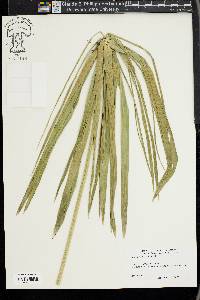 Cyperus alternifolius image