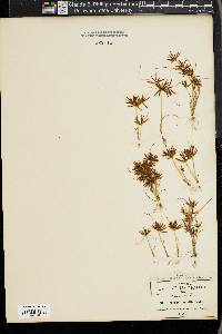 Cyperus amabilis image