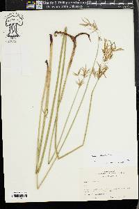 Cyperus articulatus image