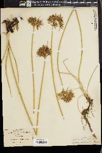 Cyperus articulatus image