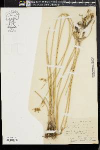 Cyperus articulatus image