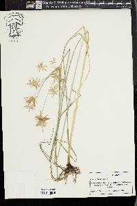 Cyperus bifax image