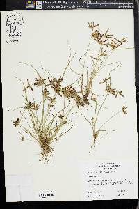 Cyperus bipartitus image