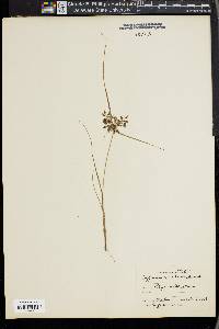 Cyperus bipartitus image