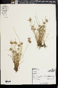 Cyperus bipartitus image