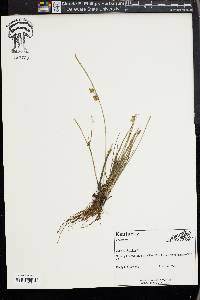 Cyperus bipartitus image