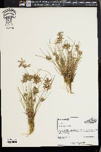 Cyperus bipartitus image