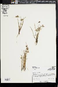 Cyperus bipartitus image