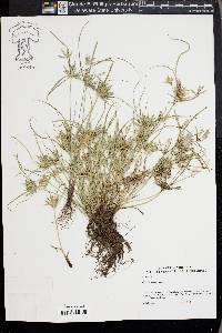 Cyperus compressus image