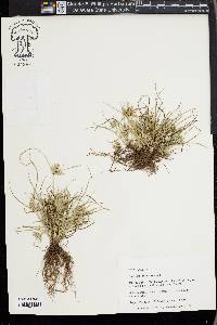 Cyperus compressus image