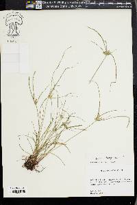 Cyperus compressus image