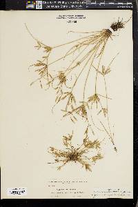 Cyperus compressus image