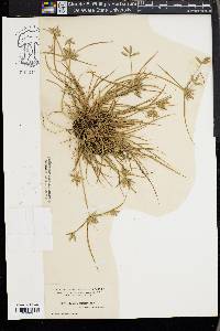 Cyperus compressus image