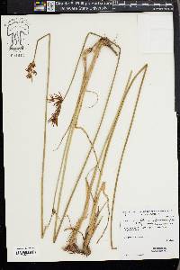 Cyperus corymbosus image