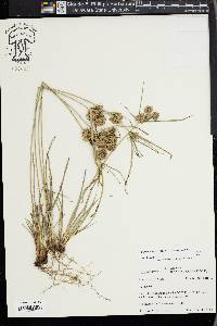 Cyperus croceus image