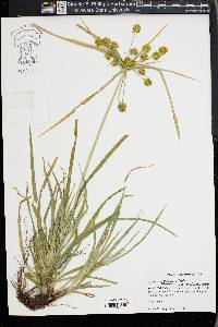 Cyperus croceus image