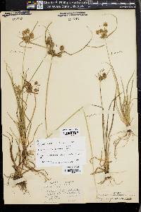 Cyperus croceus image