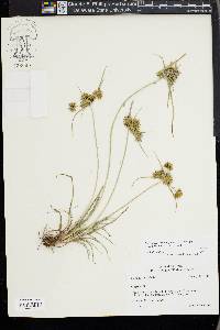Cyperus croceus image