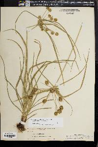 Cyperus croceus image