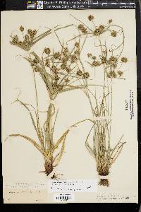 Cyperus croceus image