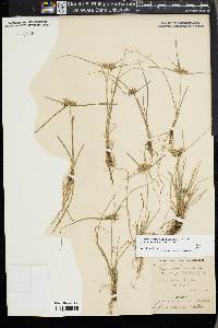 Cyperus croceus image