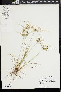 Cyperus croceus image