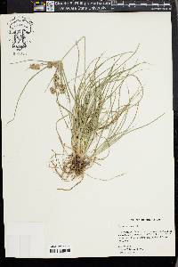 Cyperus croceus image