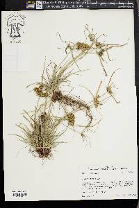 Cyperus croceus image