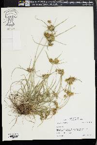 Cyperus croceus image