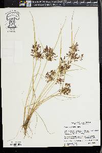 Cyperus diandrus image