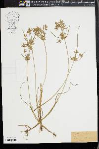 Cyperus diandrus image