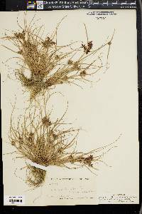 Cyperus diandrus image