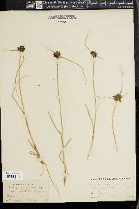 Cyperus diandrus image