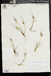 Cyperus diandrus image