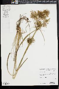 Cyperus digitatus image