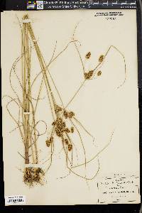 Cyperus dipsaceus image