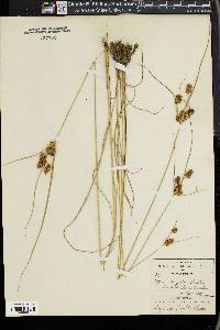 Cyperus dipsaceus image