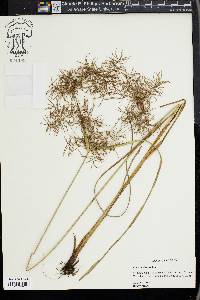 Cyperus distans image