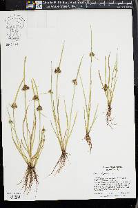 Cyperus difformis image