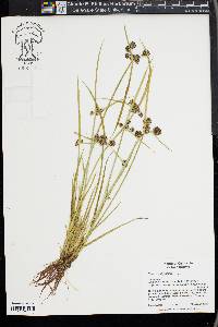 Cyperus difformis image