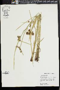 Cyperus difformis image