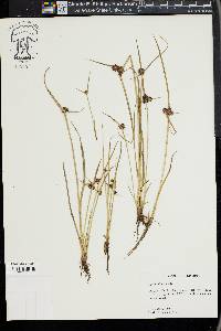 Cyperus difformis image