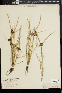 Cyperus difformis image