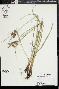 Cyperus echinatus image