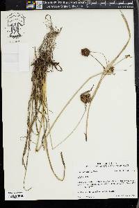 Cyperus echinatus image