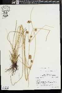 Cyperus elegans image